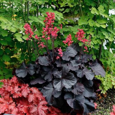 heuchera-black-forest-cake
