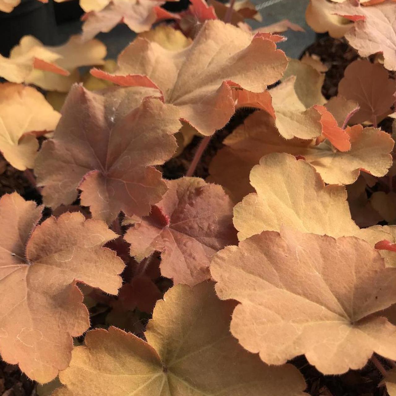 Heuchera 'Caramel' plant