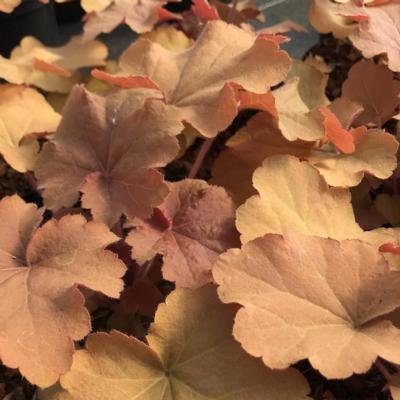 heuchera-caramel