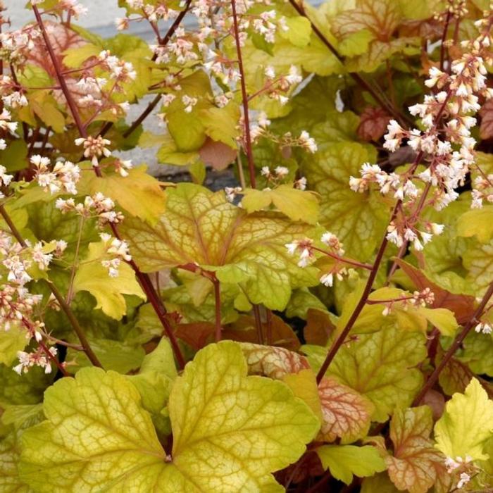 Heuchera 'Champagne' plant