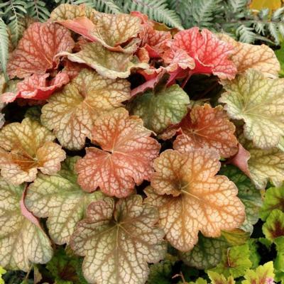 heuchera-changeling