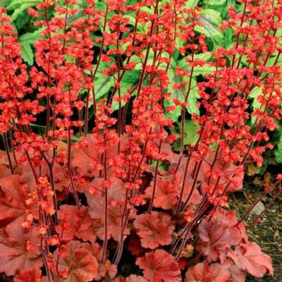 heuchera-cherry-cola
