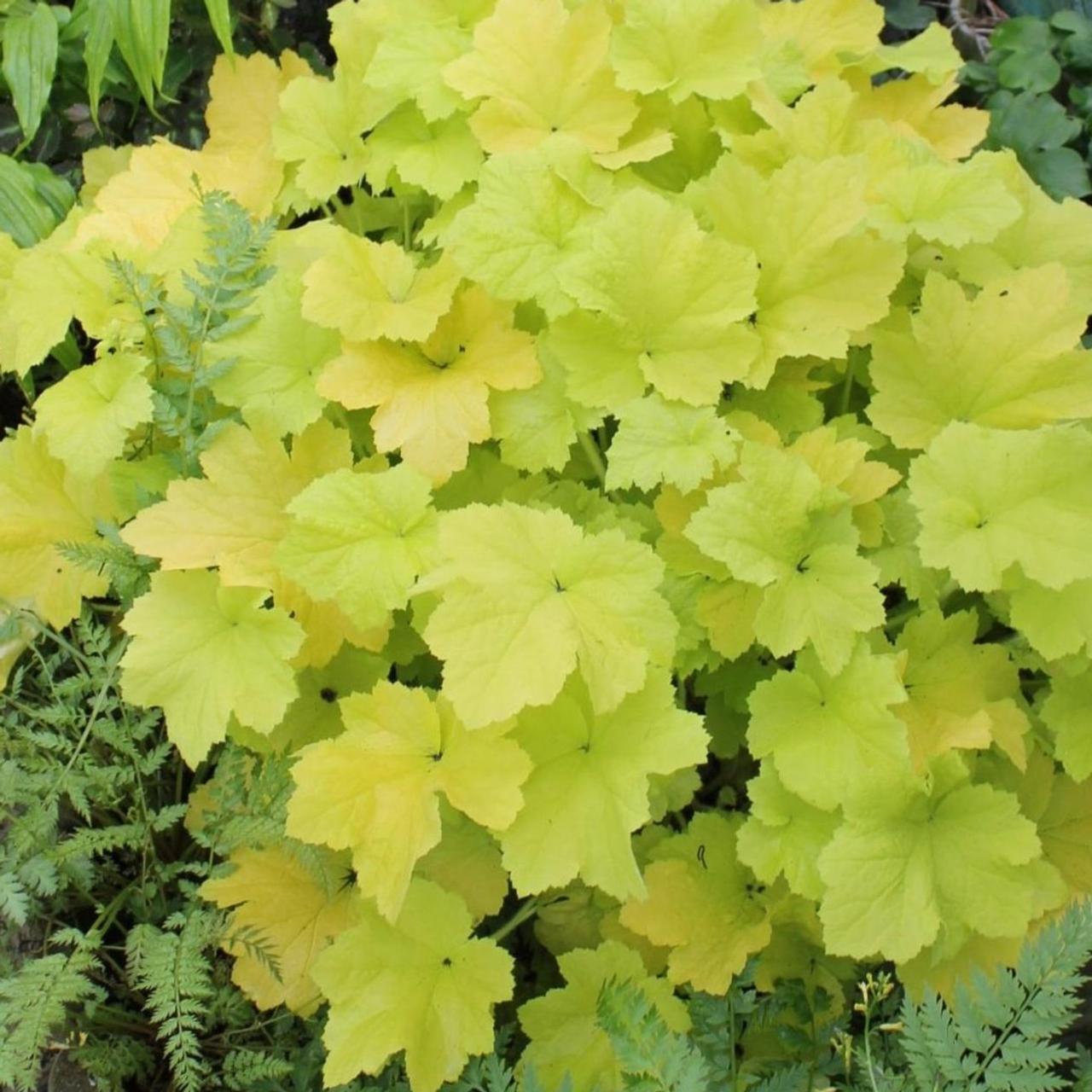 Heuchera 'Citronelle' plant