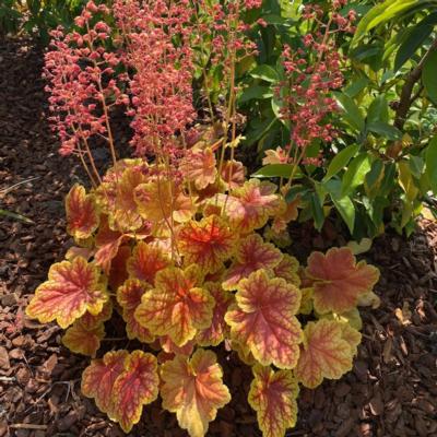 heuchera-eternal-flame