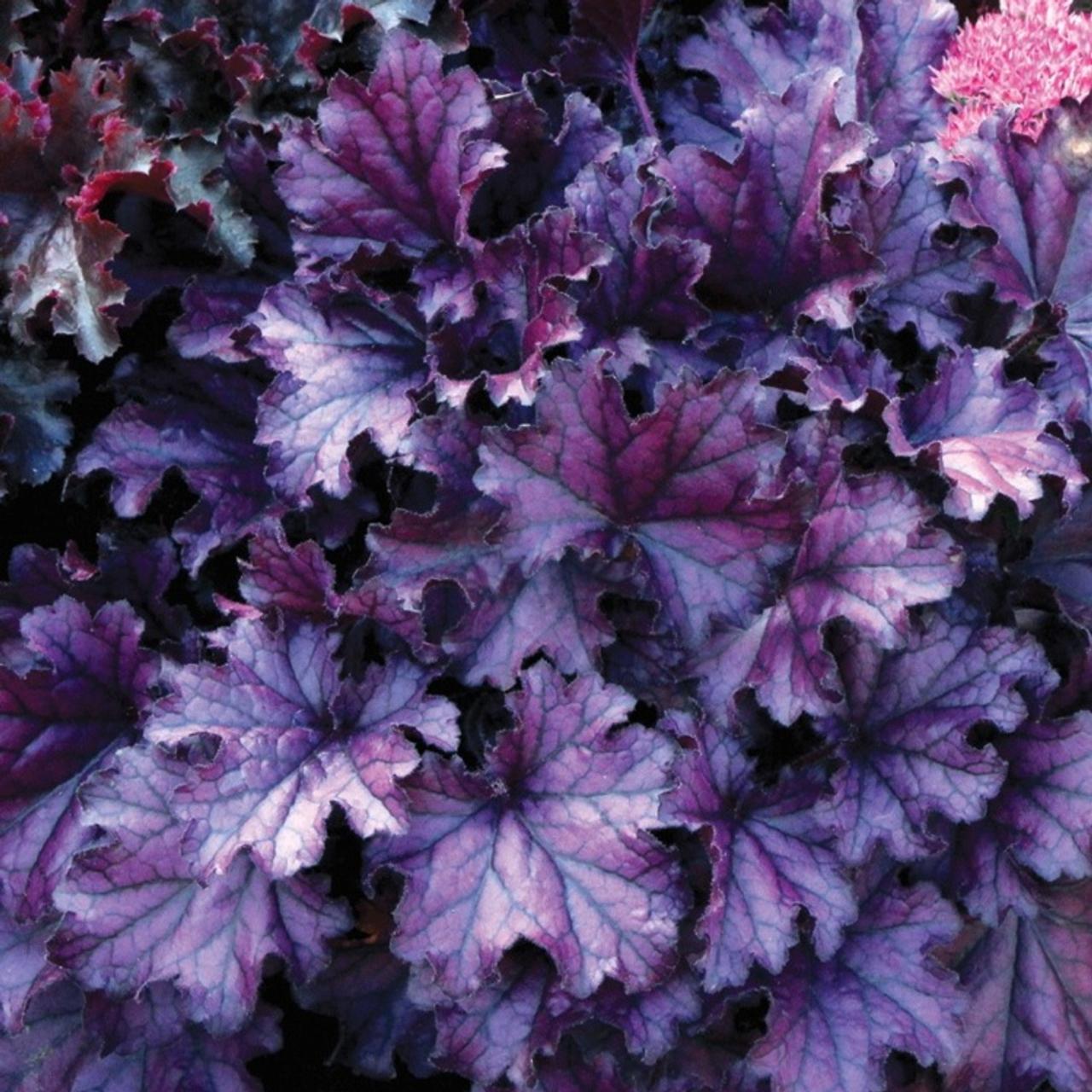 Heuchera 'Forever Purple' plant