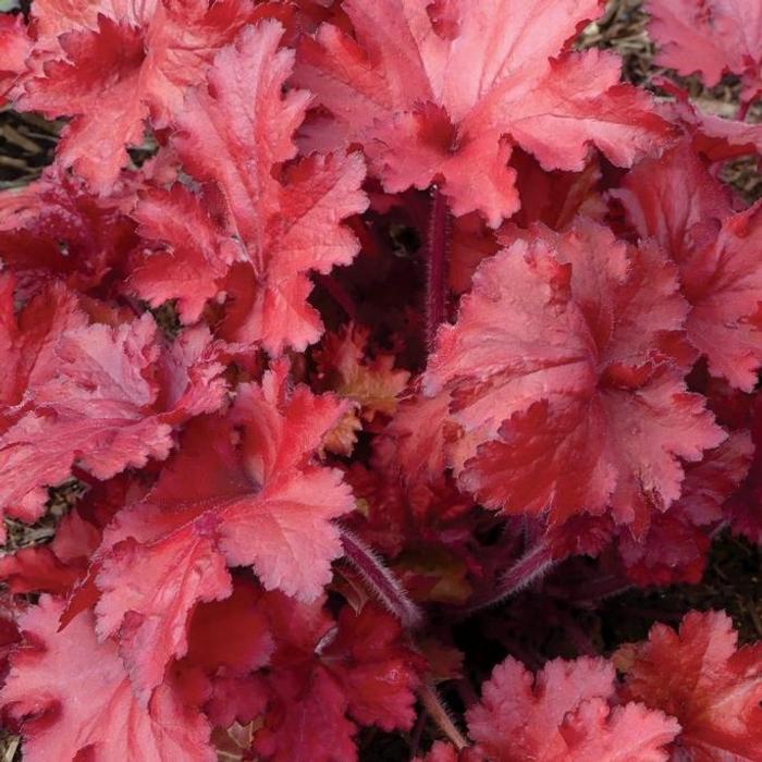 Heuchera 'Forever Red' plant