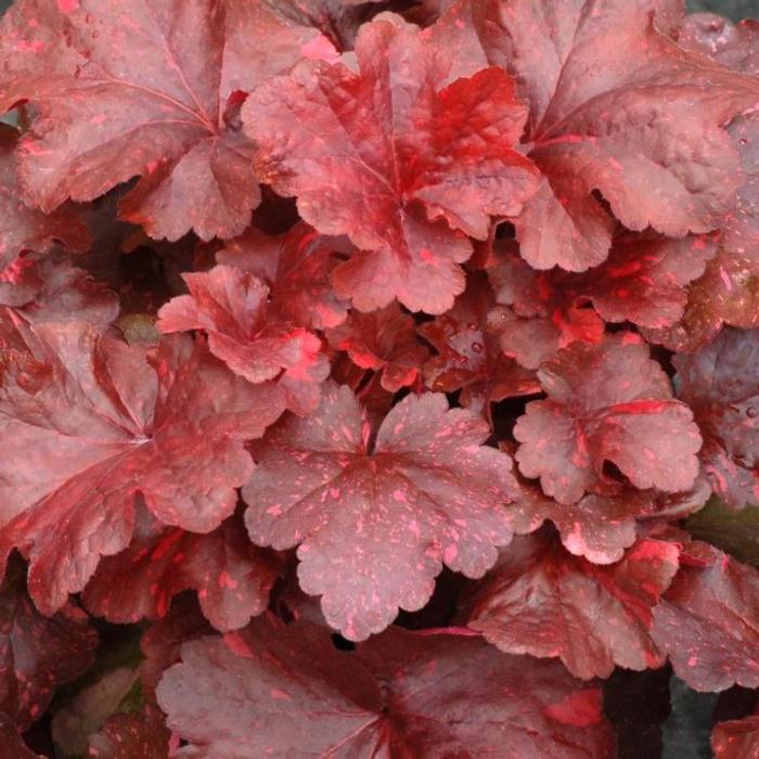 Heuchera 'Galaxy' plant