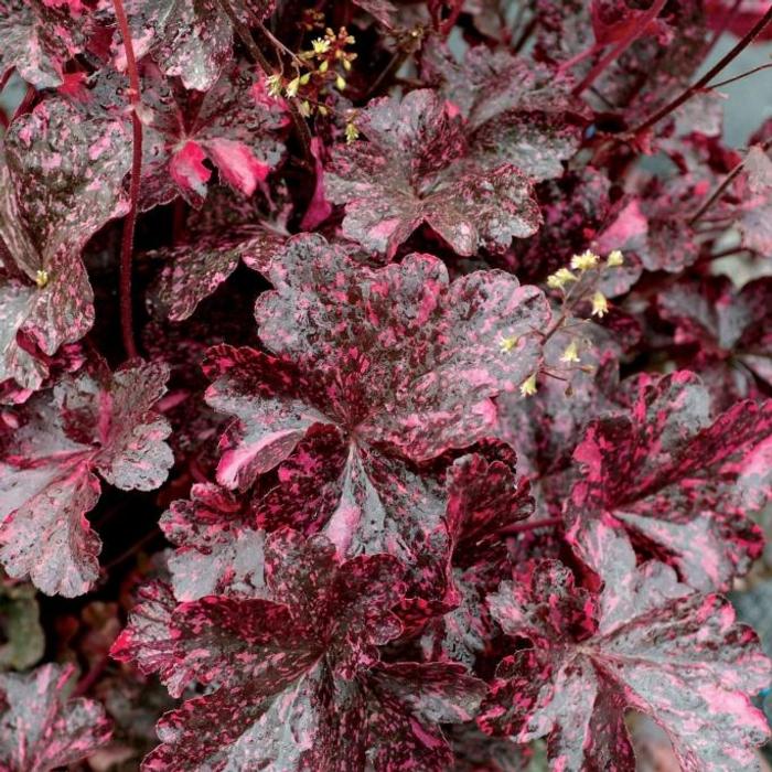 Heuchera 'Midnight Rose' plant