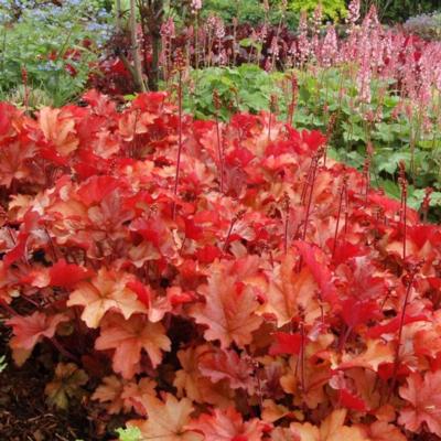 heuchera-peach-flambe