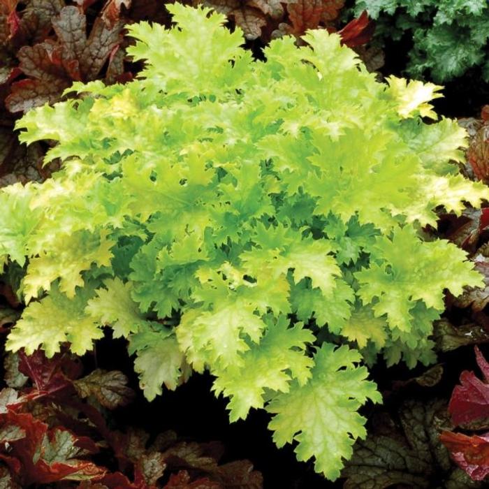 Heuchera 'Pear Crisp' plant