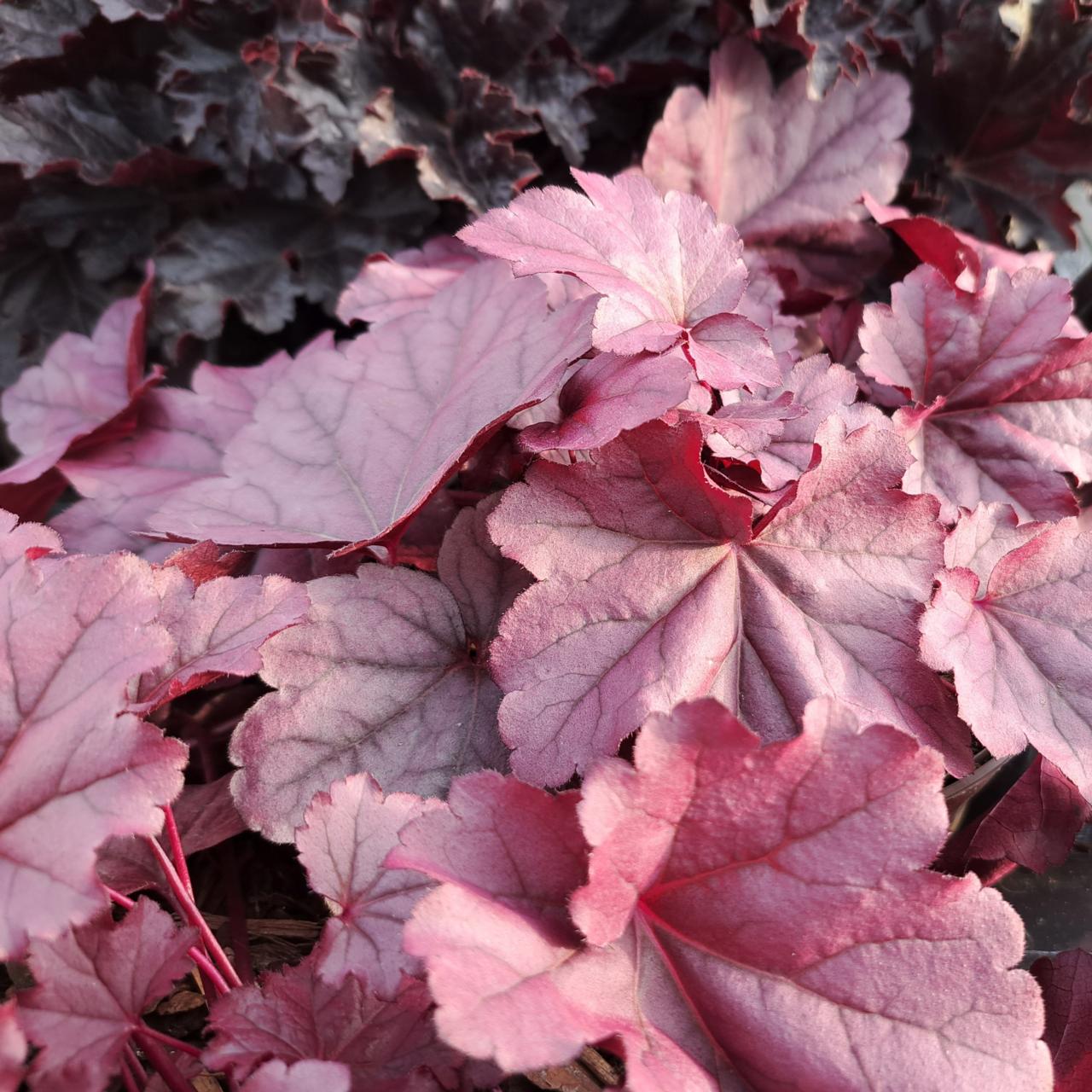 Heuchera 'Pink Panter' plant