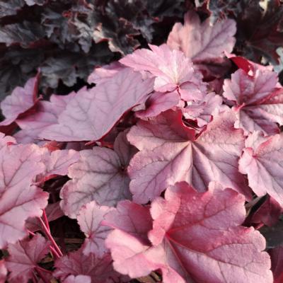 heuchera-pink-panter