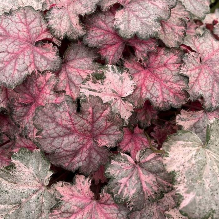 Heuchera 'Pinky Panky' plant