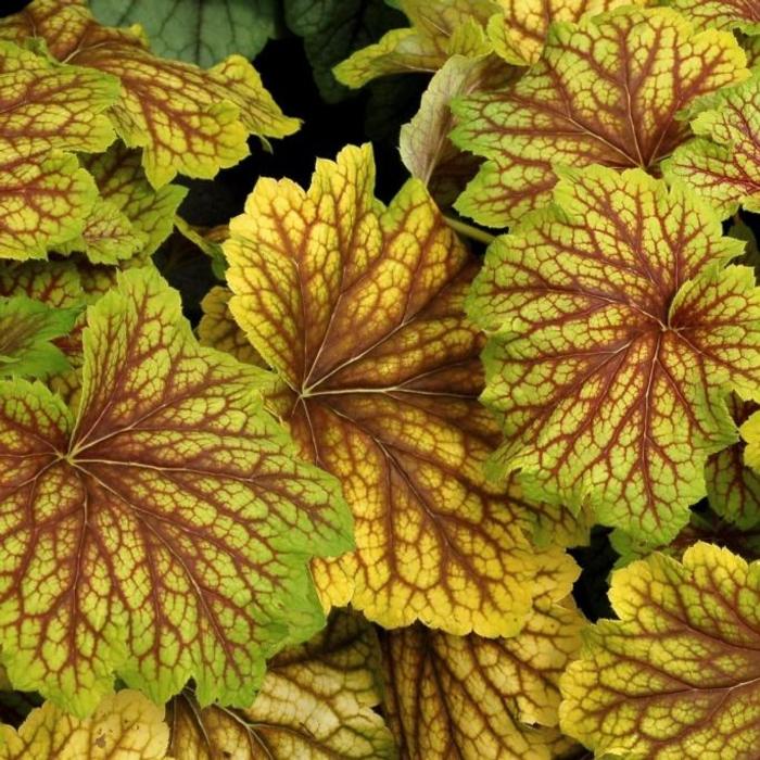 Heuchera 'Red Lightning' plant