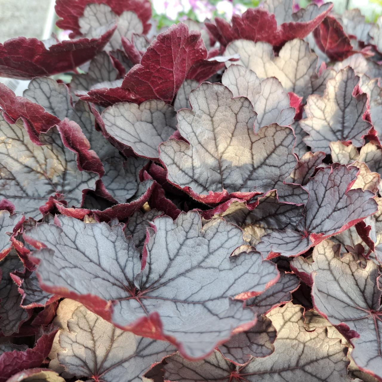 Heuchera 'Silverberry' plant