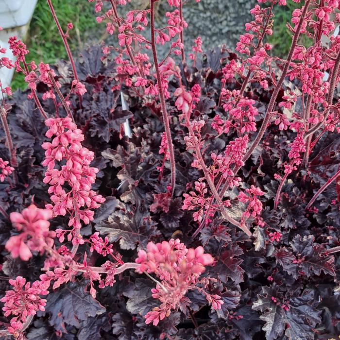 Heuchera 'Timeless Night' plant