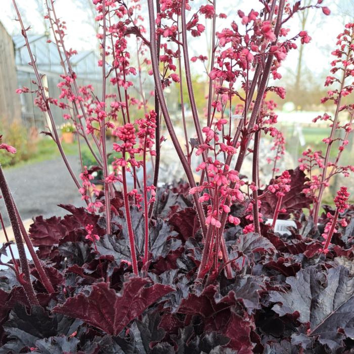 Heuchera 'Timeless Night' plant