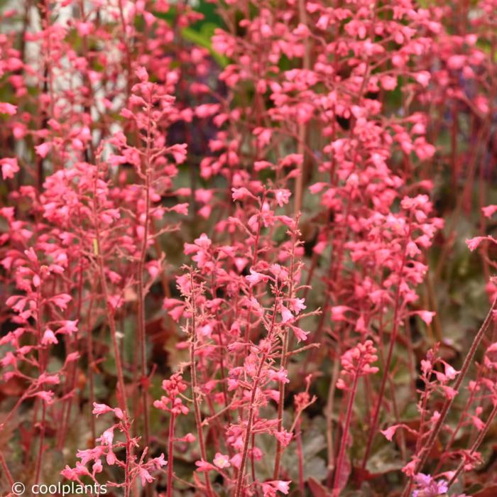 Heuchera villosa 'Hip Hip Hooray' plant