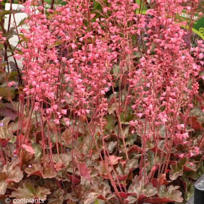 heuchera-villosa-hip-hip-hooray