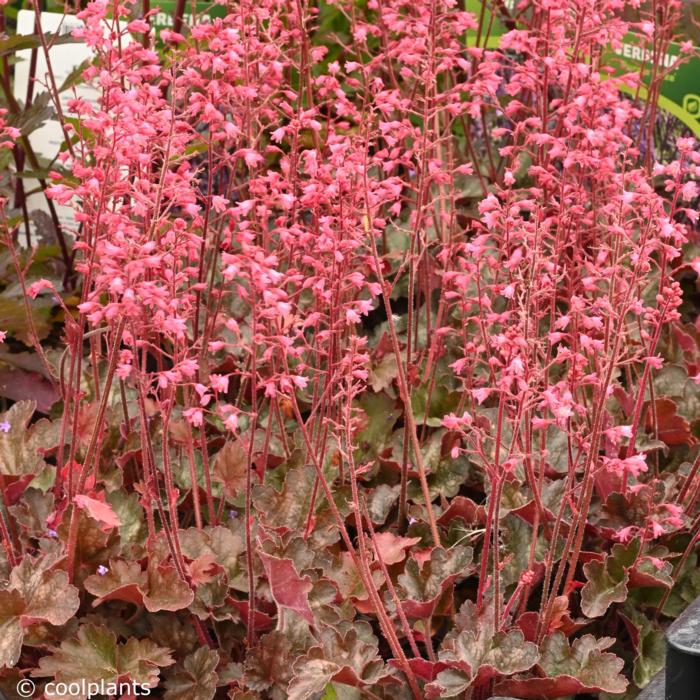 Heuchera villosa 'Hip Hip Hooray' plant