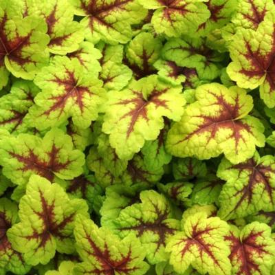 heucherella-stoplight