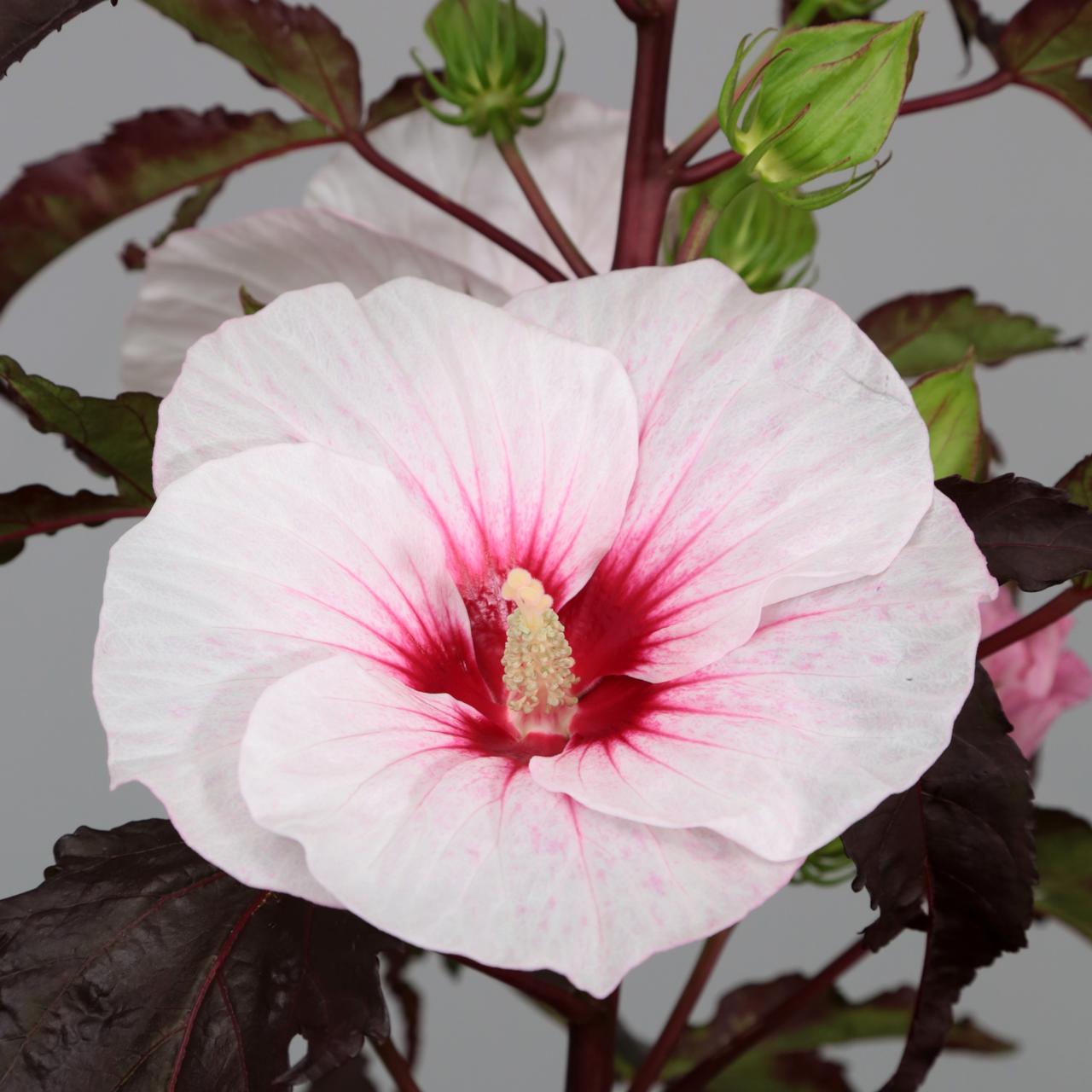 Hibiscus moscheutos 'Carousel Jolly Heart' plant