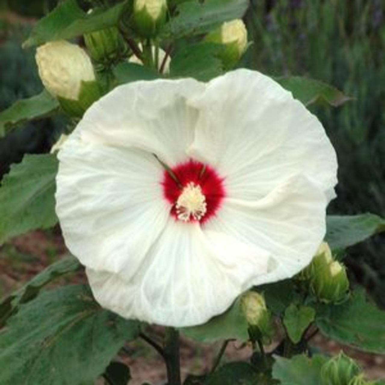 Hibiscus moscheutos 'Old Yella' plant