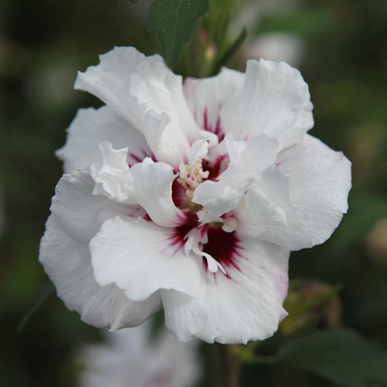 Hibiscus syr. 'Lady Stanley' plant
