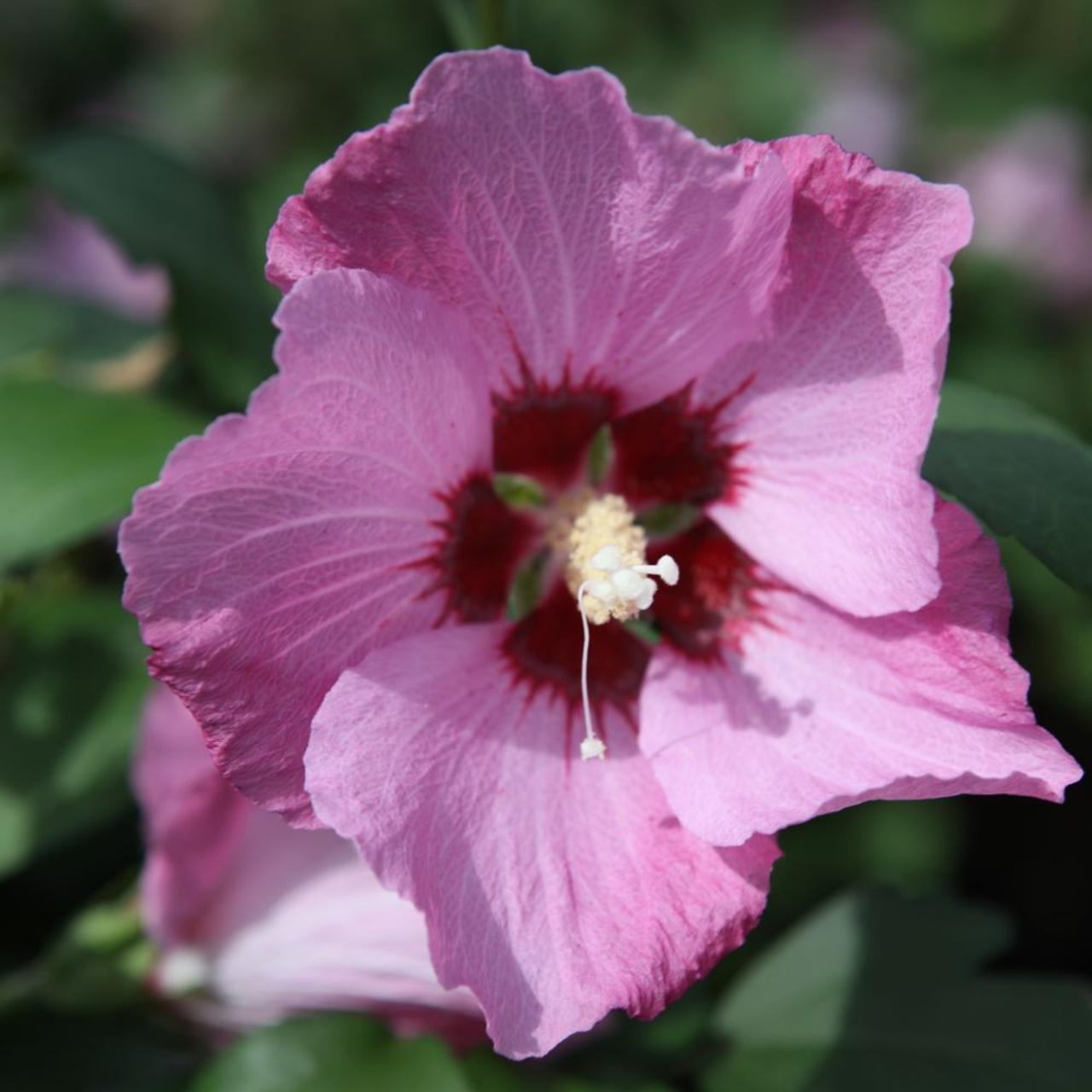 Hibiscus syr. 'Pink Giant' plant