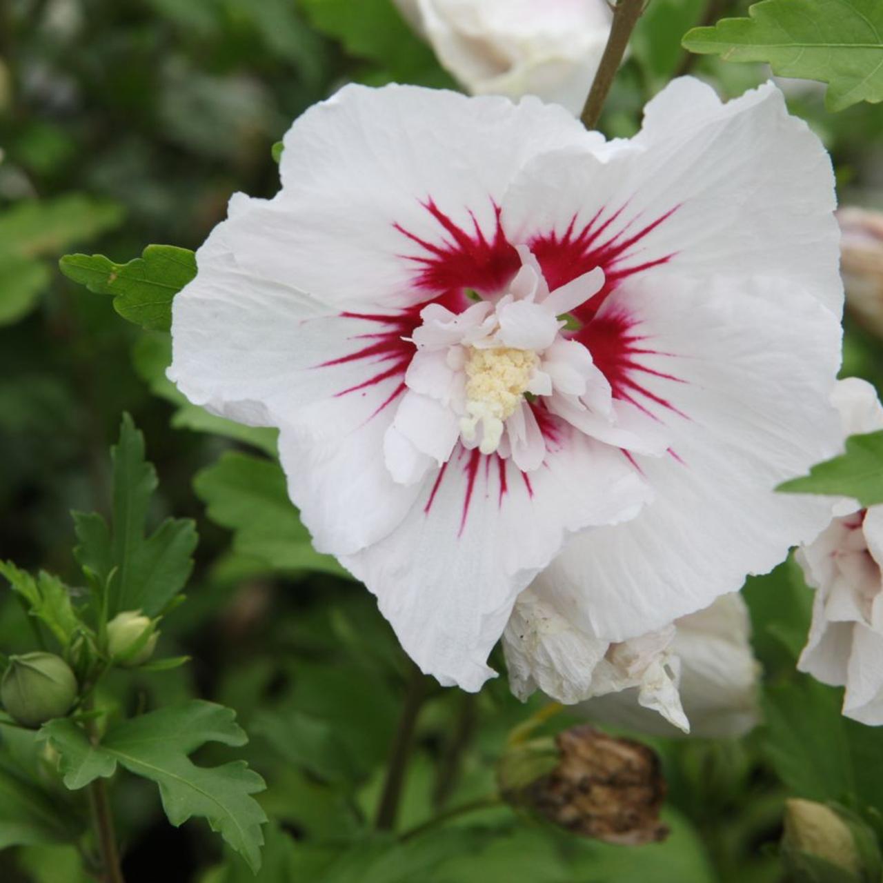 Hibiscus syriacus   'Red Heart' plant