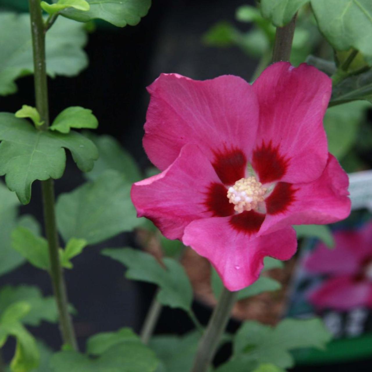 Hibiscus syriacus   'Woodbridge' plant