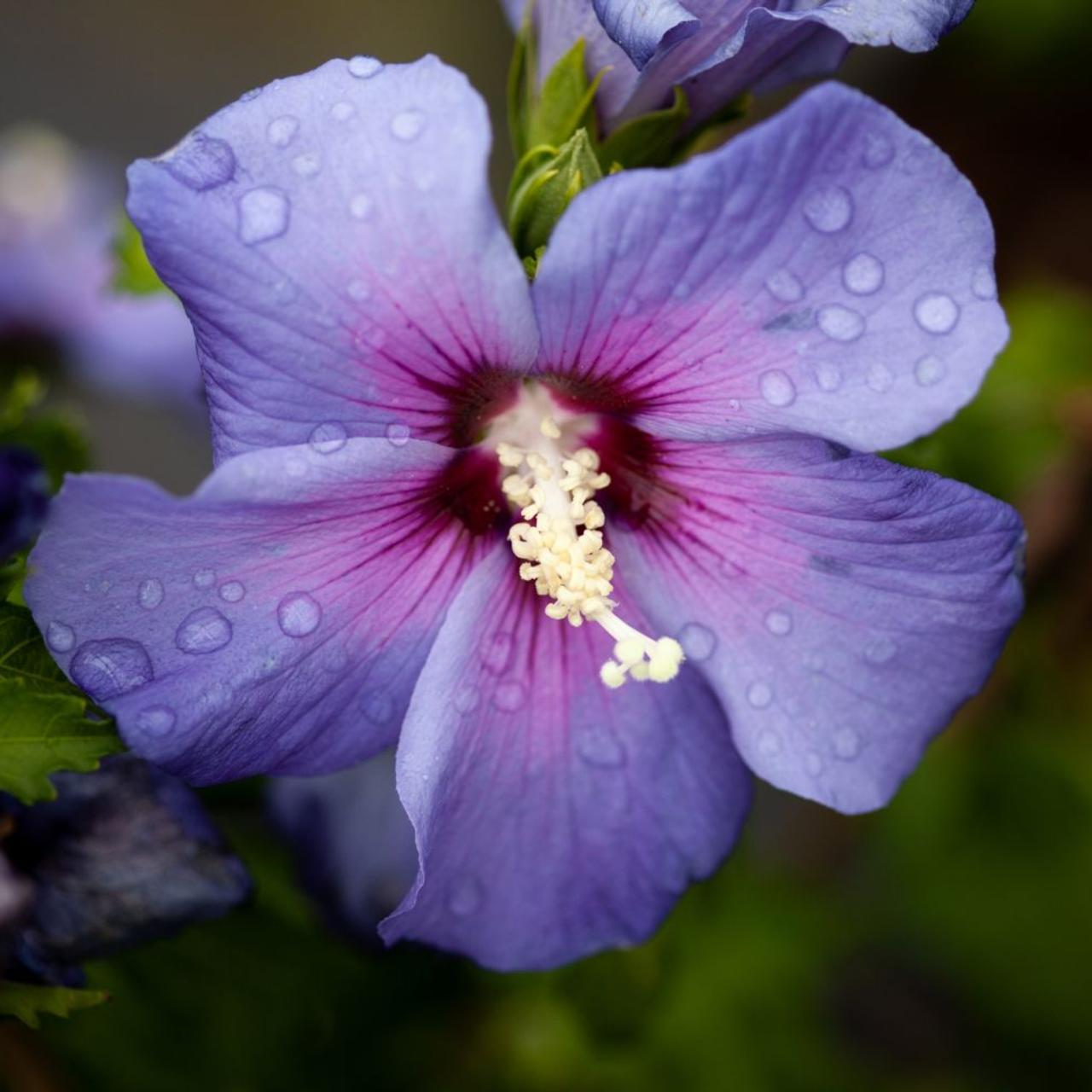 Hibiscus syriacus 'Azzuri' plant