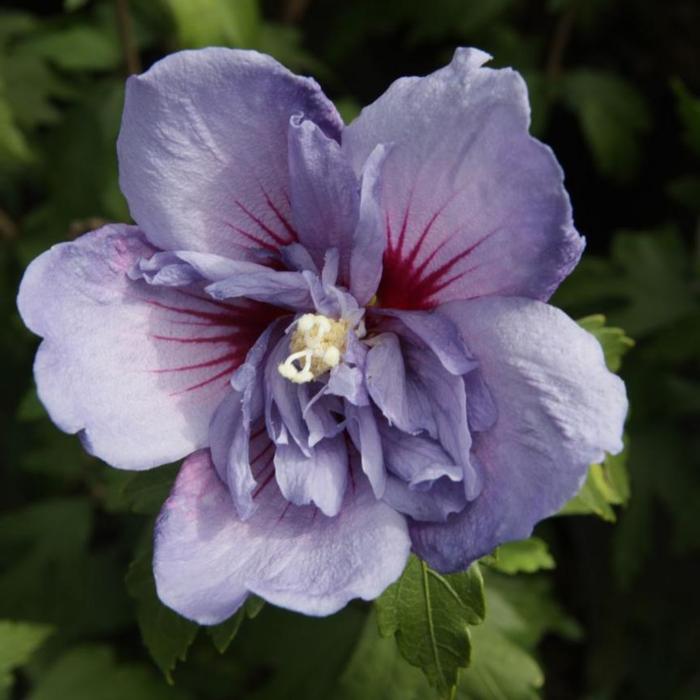 Hibiscus syriacus 'Blue Chiffon' plant