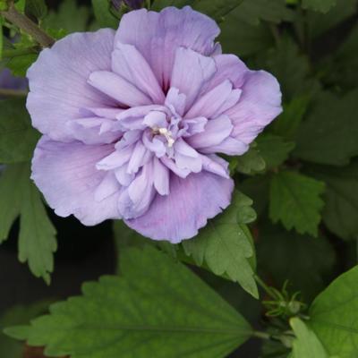 hibiscus-syriacus-blue-chiffon