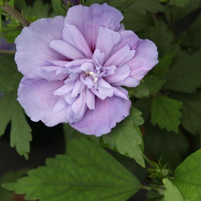 Hibiscus syriacus 'Blue Chiffon' plant