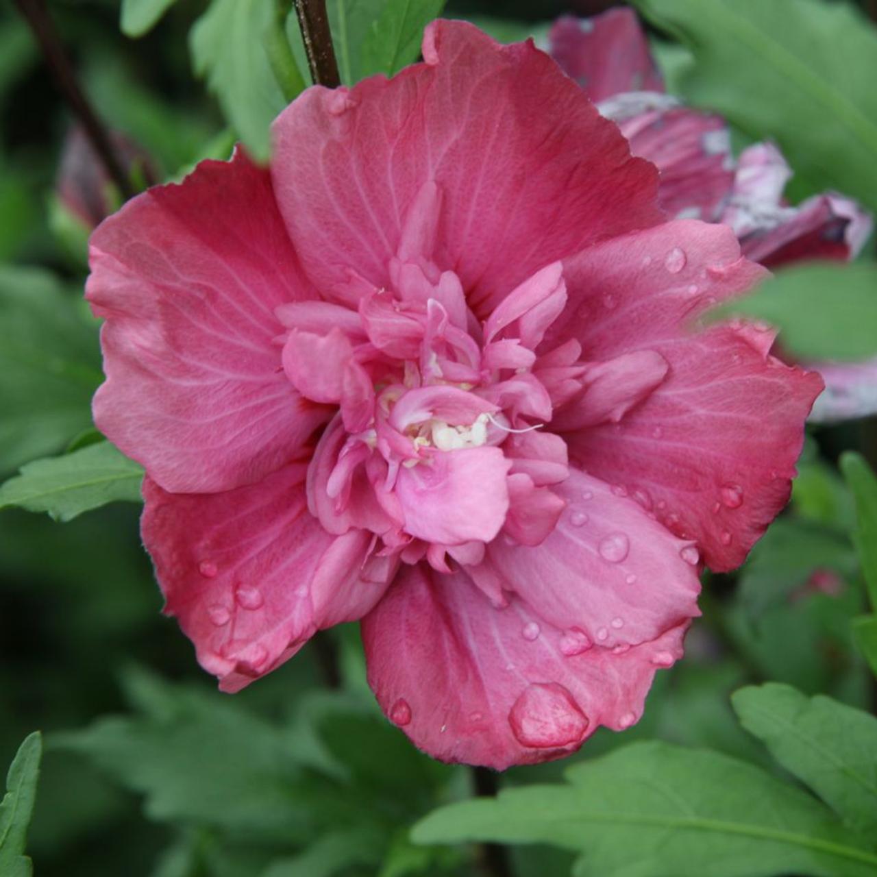 Hibiscus syriacus 'Freedom' plant