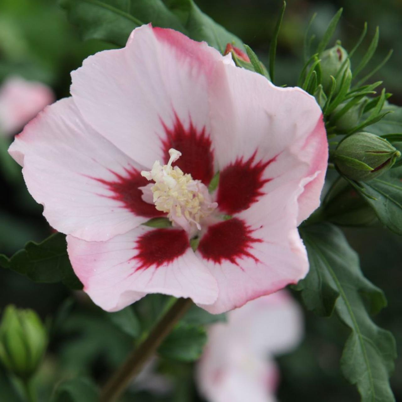 Hibiscus syriacus 'Hamabo' plant