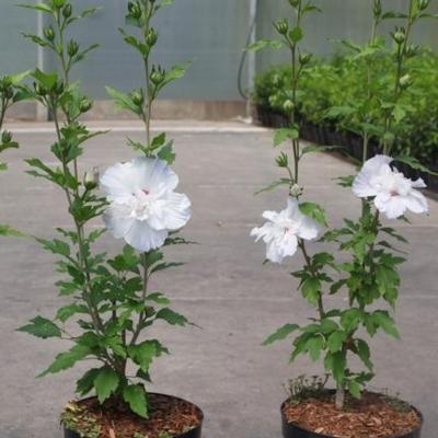 hibiscus-syriacus-igloo