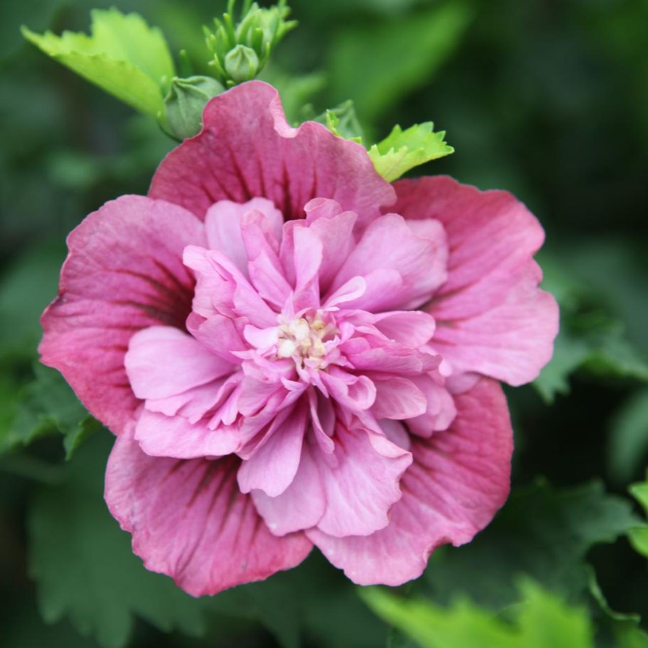 Hibiscus syriacus 'Kakapo' plant