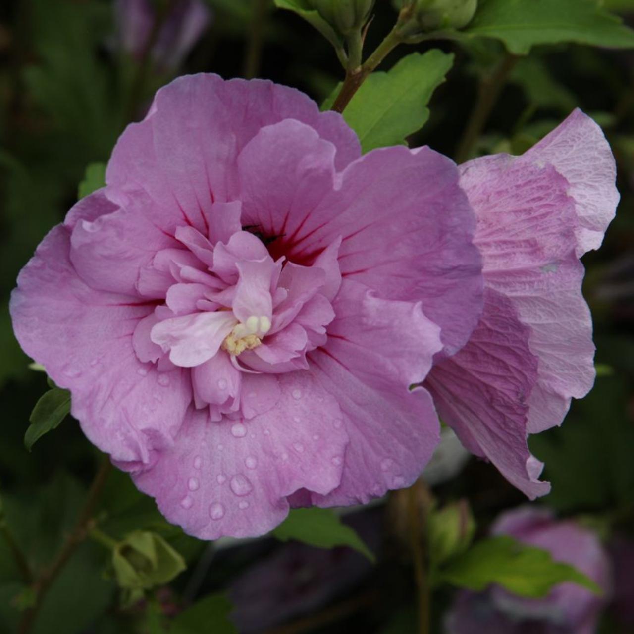 Hibiscus syriacus 'Lavender Chiffon' plant