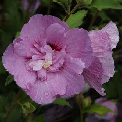 hibiscus-syriacus-lavender-chiffon