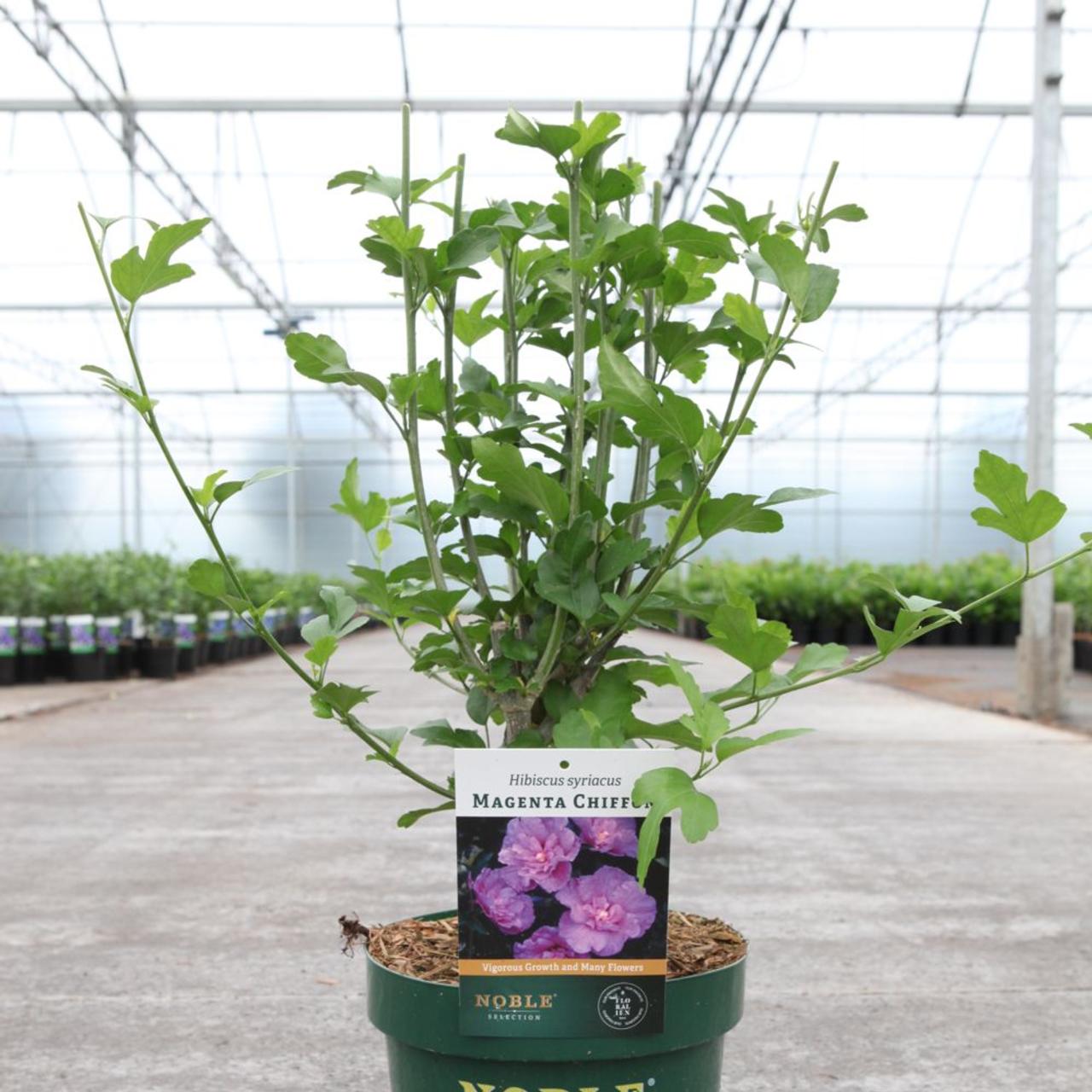 Hibiscus syriacus 'Magenta Chiffon' plant