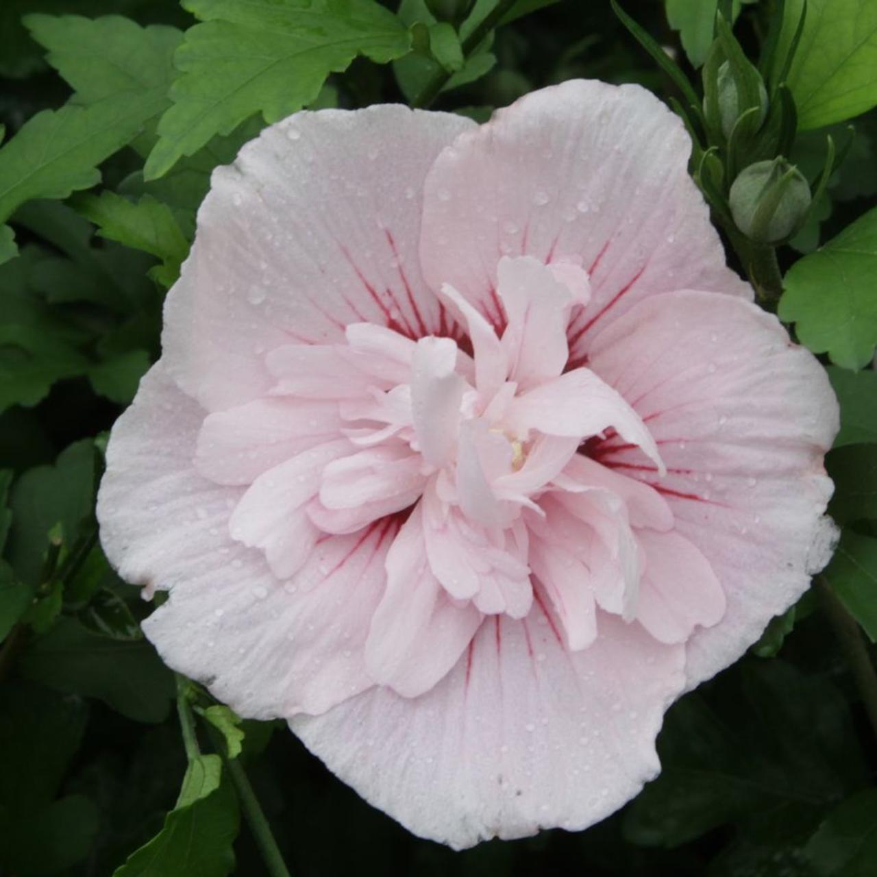 Hibiscus syriacus 'Pink Chiffon' plant