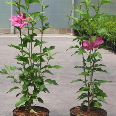 hibiscus-syriacus-pompei