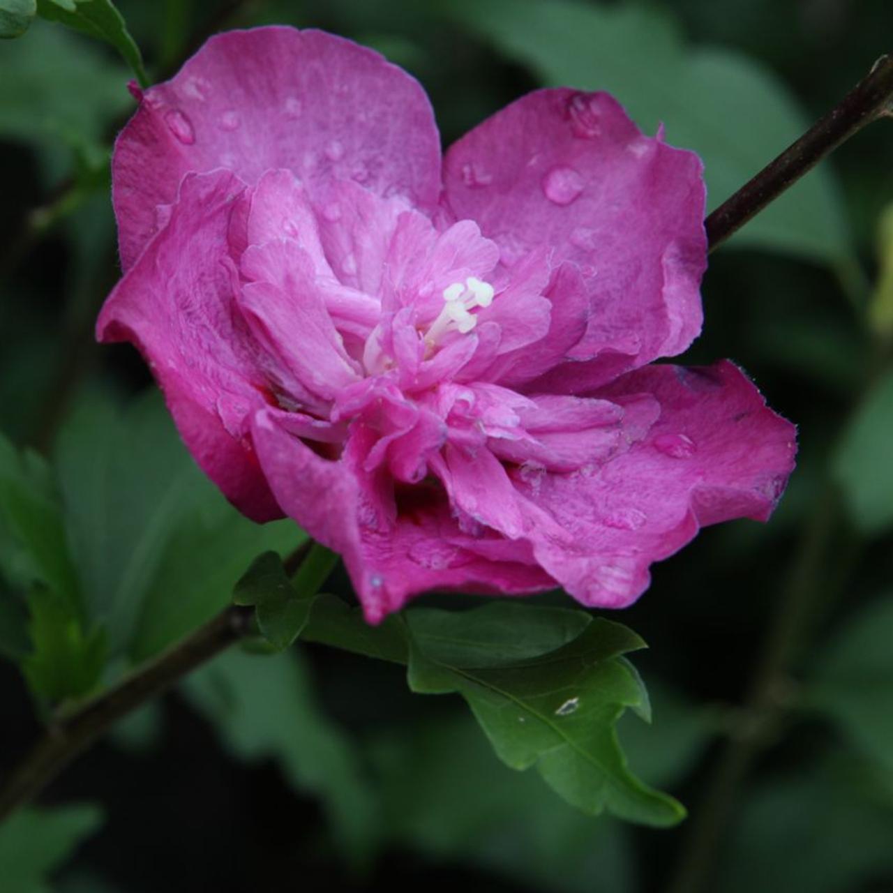 Hibiscus syriacus 'Purple Ruffles' plant