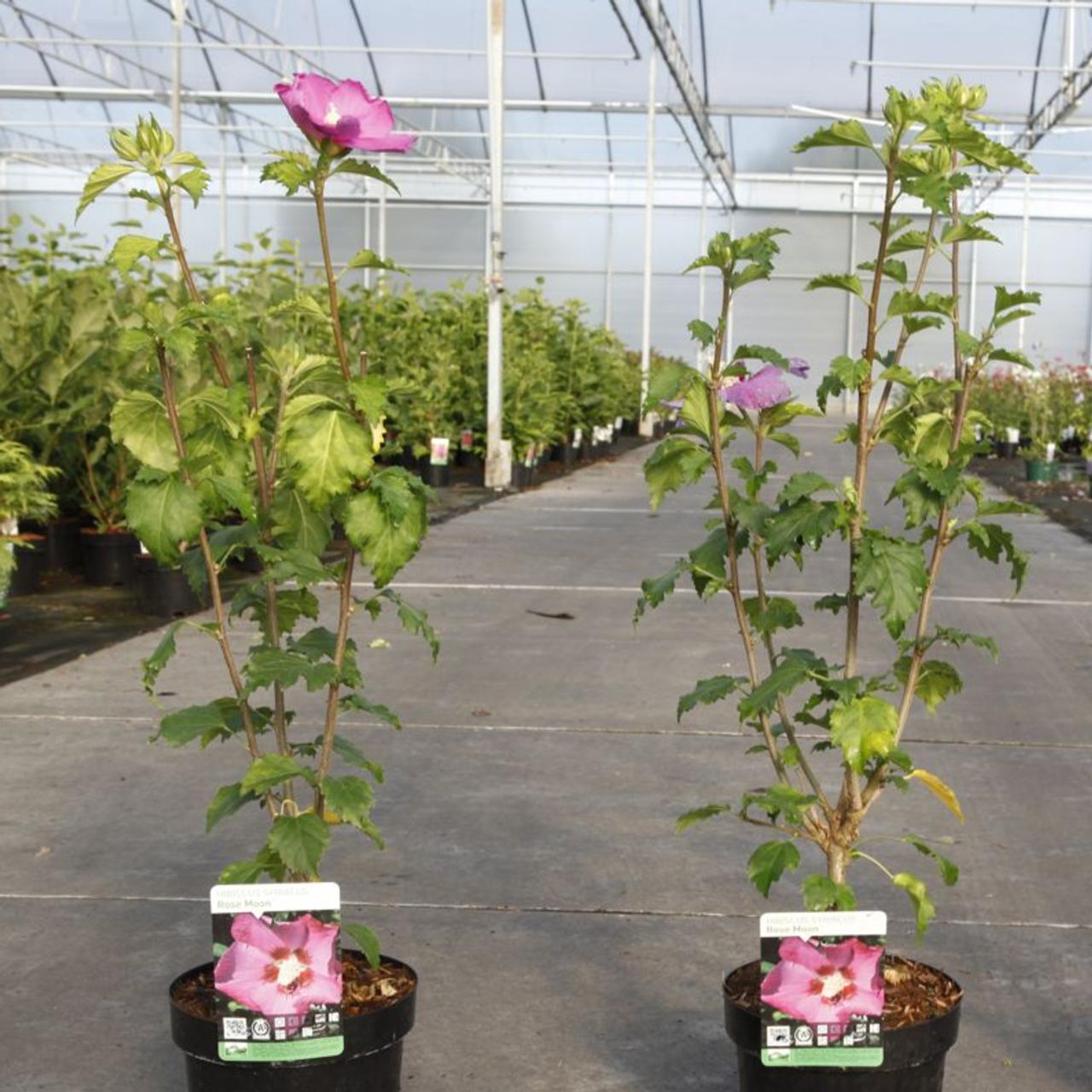 Hibiscus WALBERTON'S 'Rose Moon' plant