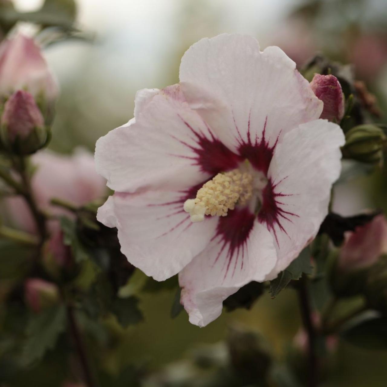 Hibiscus syriacus 'Rosso' plant