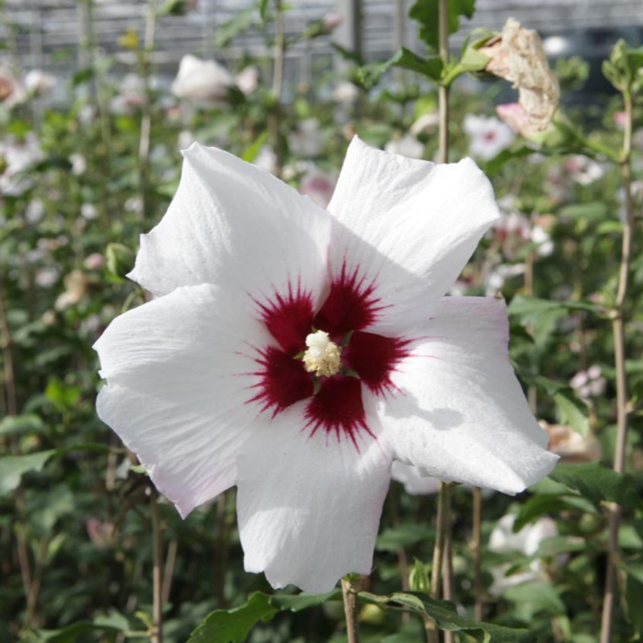 Hibiscus syriacus 'Shintaeyang' plant