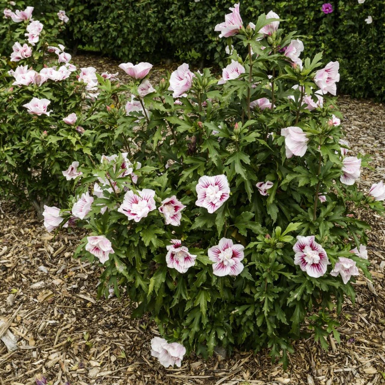 Hibiscus syriacus 'Starburst Chiffon' plant