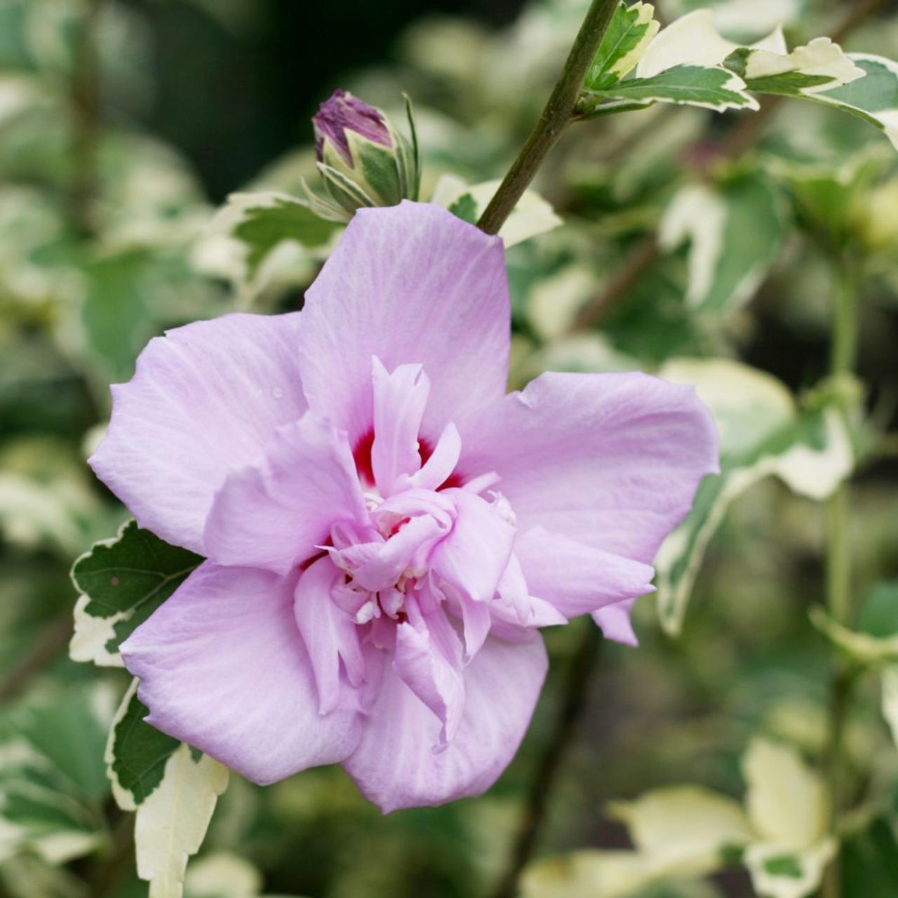 Hibiscus syriacus 'Summer Ruffle' plant